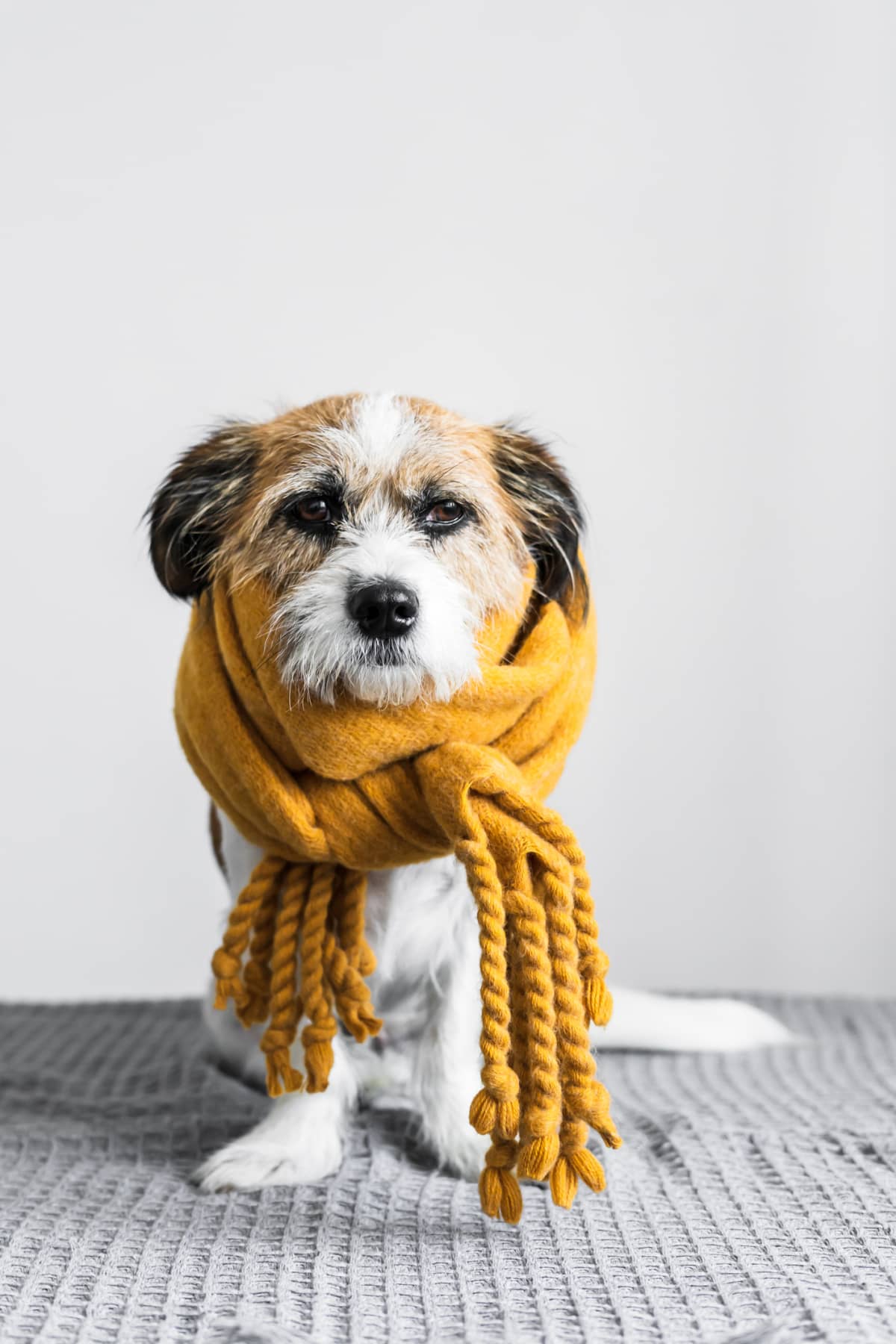 Do Dogs Sleep More In The Winter
