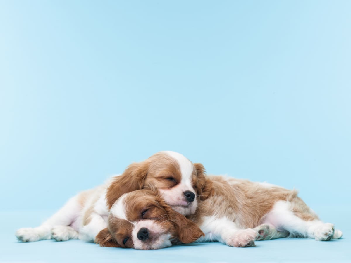 Do Dogs Sleep More In The Winter