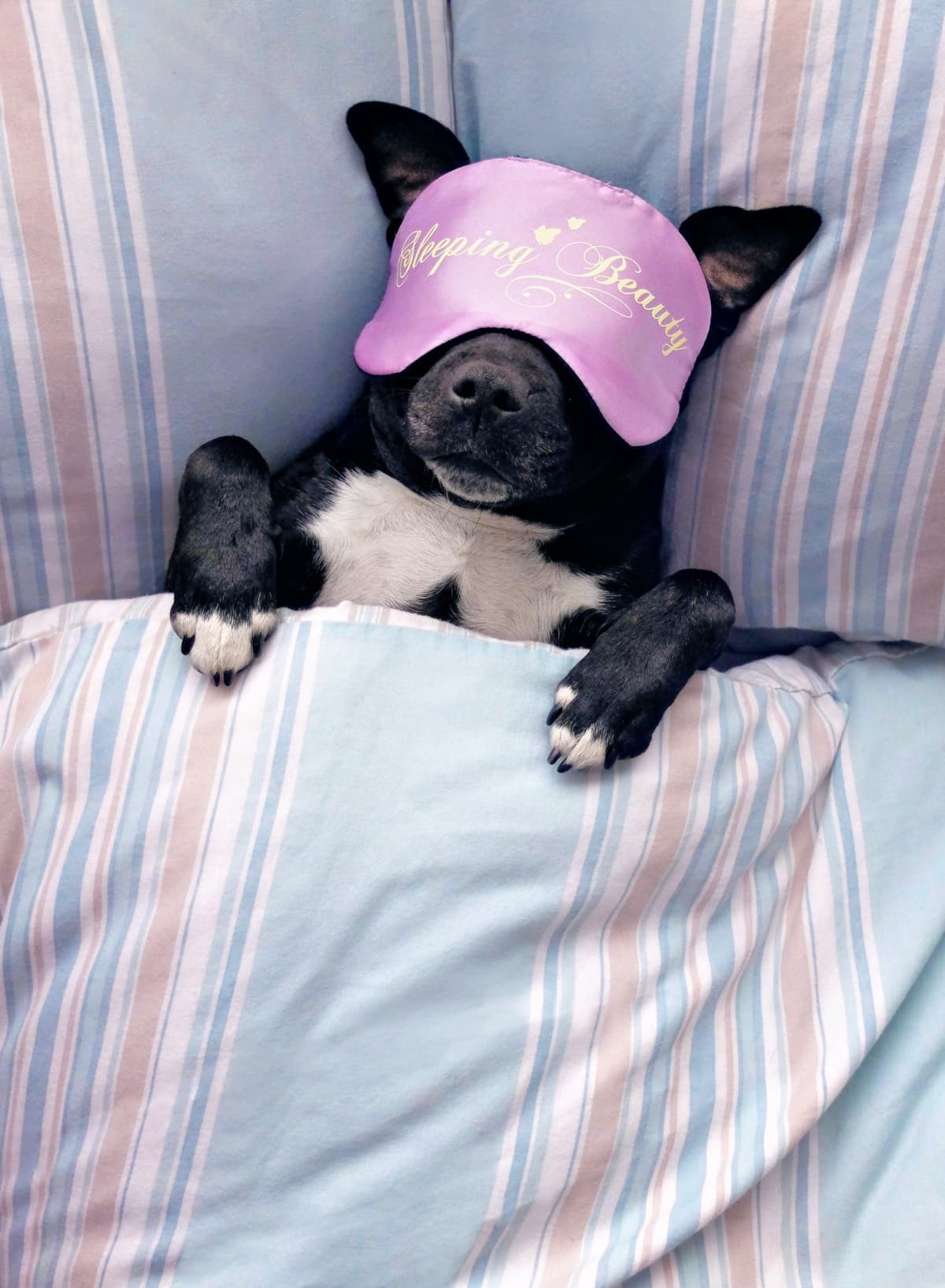 Do Dogs Sleep More In The Winter