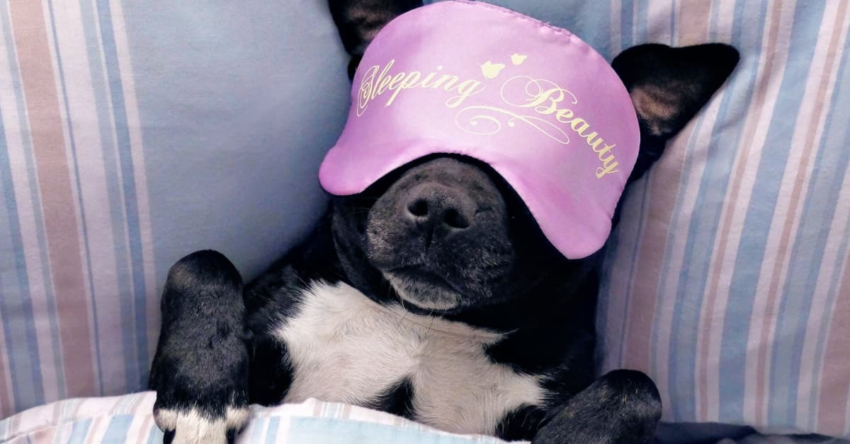 Do Dogs Sleep More In The Winter