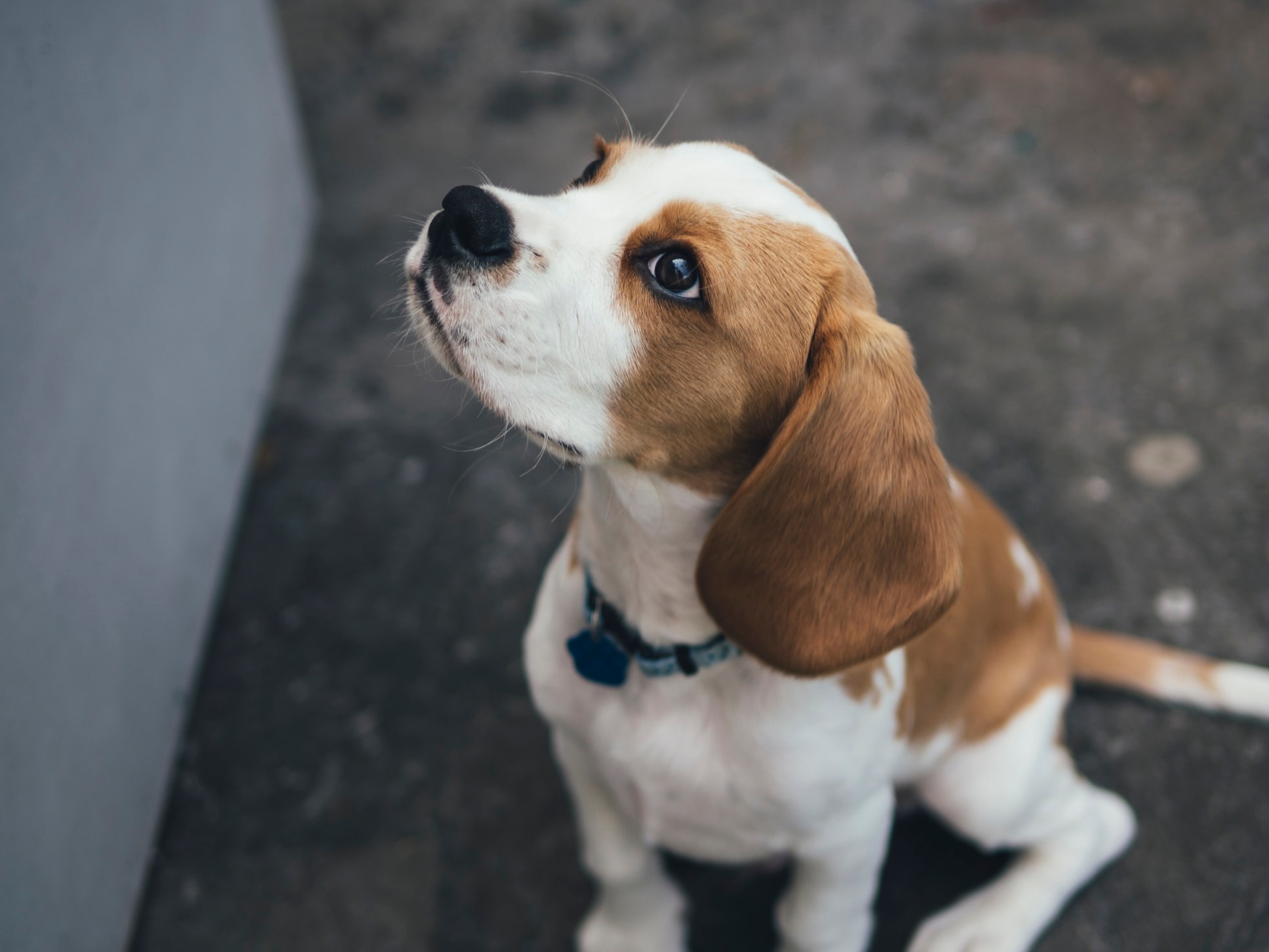 Why Is My Beagle So Loud at Molly Brandon blog